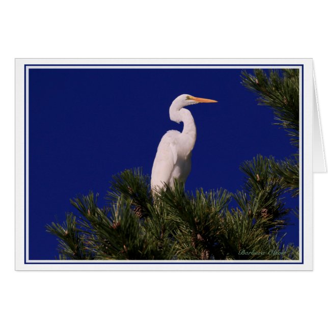 Gran Egret en el árbol: (Anverso (Horizontal))