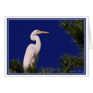 Gran Egret en el árbol:
