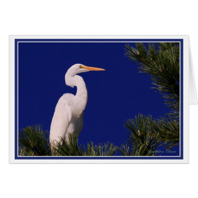 Gran Egret en el árbol: (Anverso (Horizontal))