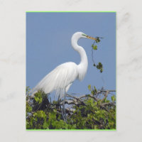 Gran Egret, postal de Florida