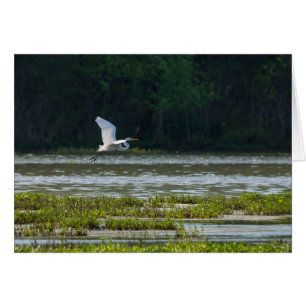 Gran Egreta Blanca Volando