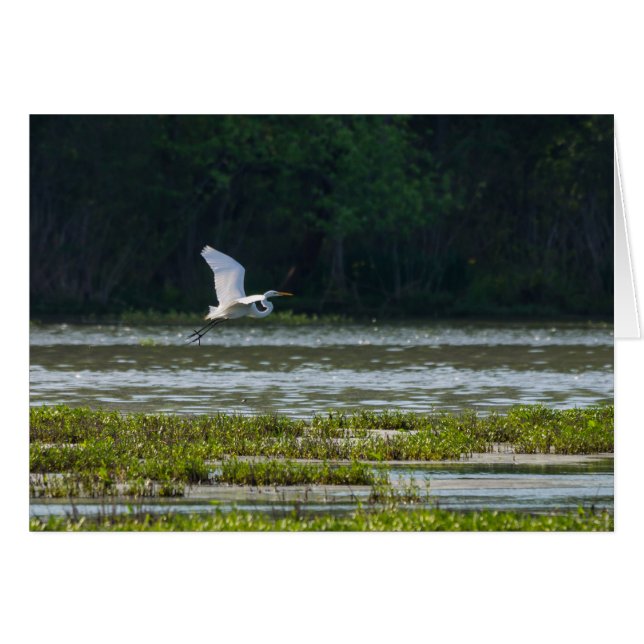 Gran Egreta Blanca Volando (Anverso (Horizontal))