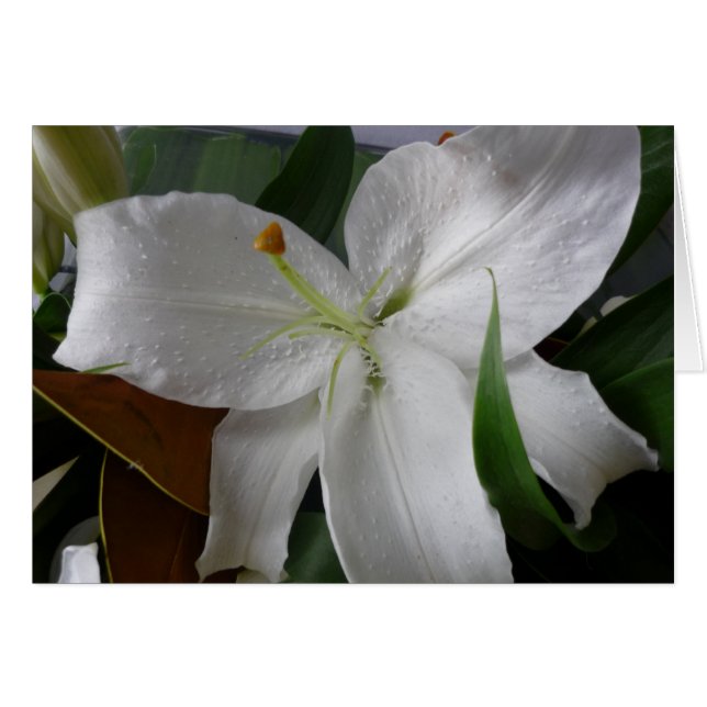 gran flor blanca (Anverso (Horizontal))