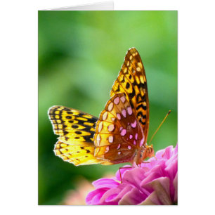 Gran Fritillary Español