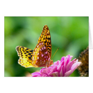 Gran Fritillary Español