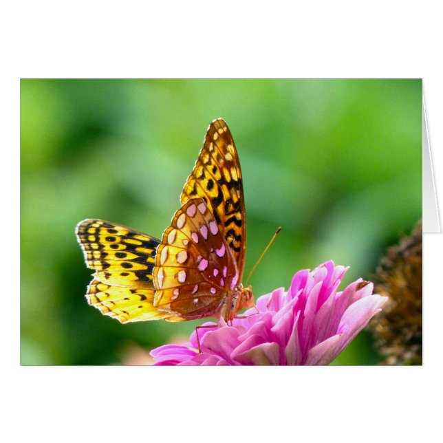 Gran Fritillary Español (Anverso (Horizontal))