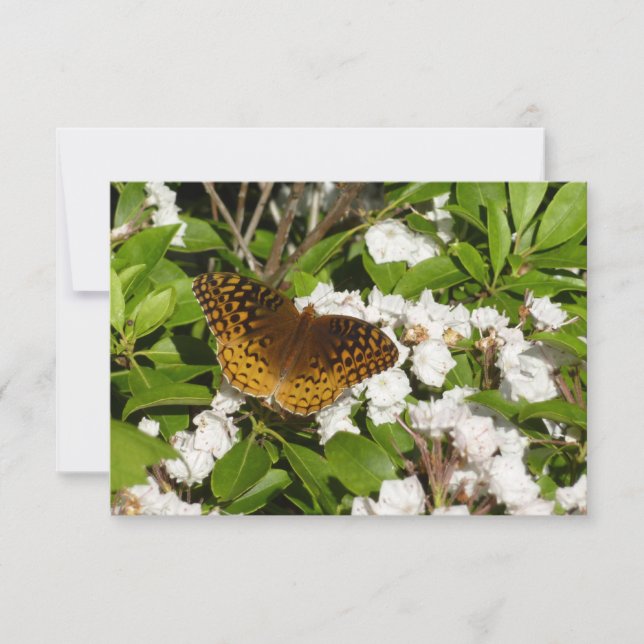 Gran Fritillary Manchada en Laurel de Montaña (Anverso)