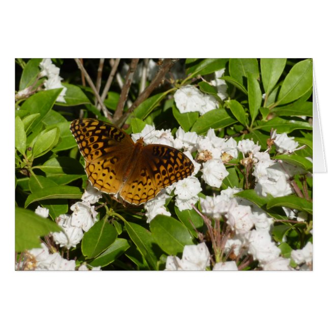 Gran Fritillary Manchado en Laurel de Montaña (Anverso (Horizontal))