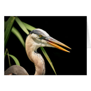 Gran garza azul
