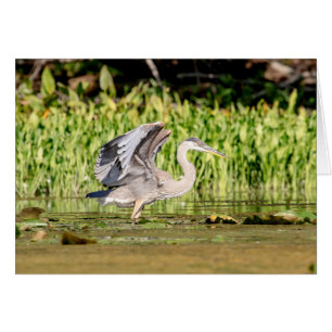 Gran garza azul