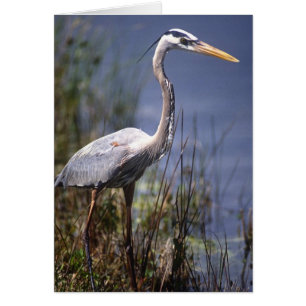 Gran garza azul ave de agua