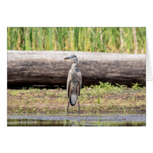 Gran garza azul en el lago Champlain