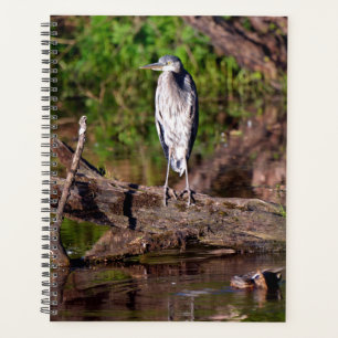 Gran garza azul en el planificador de fotografías 