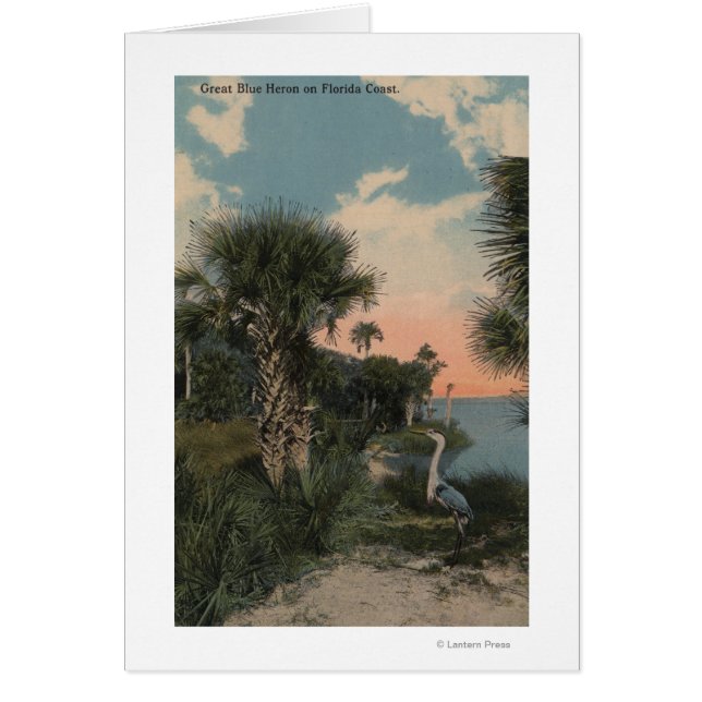 Gran garza azul en la playa costera de Florida (Frente)