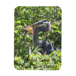 Gran garza azul, imán del tiempo de la comida