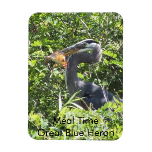 Gran garza azul, imán del tiempo de la comida