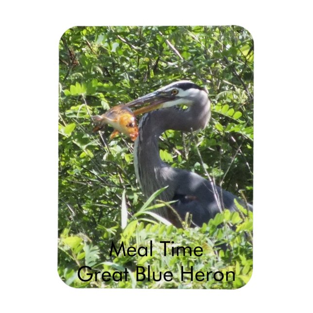 Gran garza azul, imán del tiempo de la comida (Vertical)