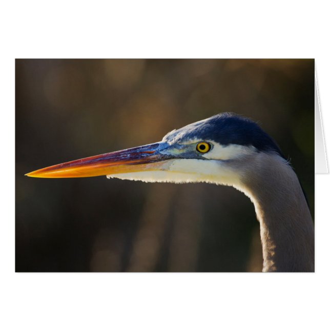 Gran garza azul, retrato de cerca (Anverso (Horizontal))