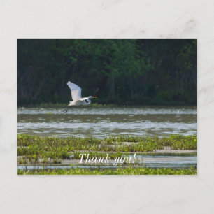 Gran Garza Blanca Volando Tarjeta Postal de Agrade