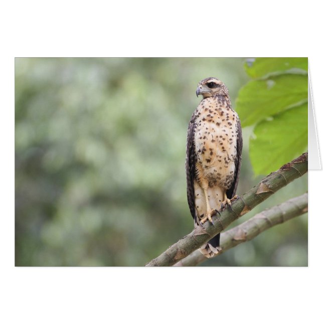 Gran halcón negro (Anverso (Horizontal))