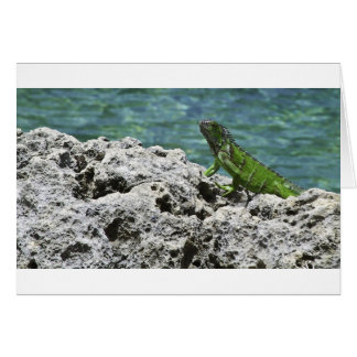 Gran Iguana verde de las Islas Caimán