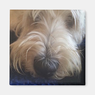 Gran imán Basset Griffon