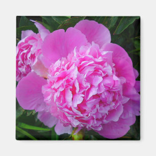 Gran imán de flores de peones rosados