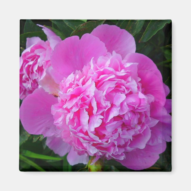 Gran imán de flores de peones rosados (Frente)