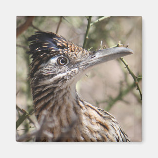 Gran imán de Roadrunner