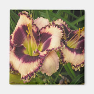 Gran imán del Daylily