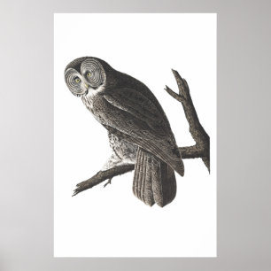 Gran impresión cenicienta del ilustracion del búho