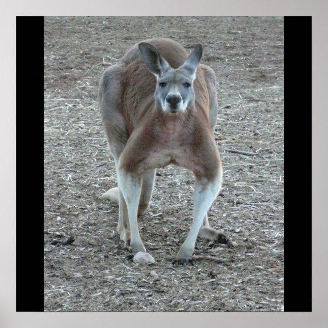 Gran impresión de canguro rojo (Frente)