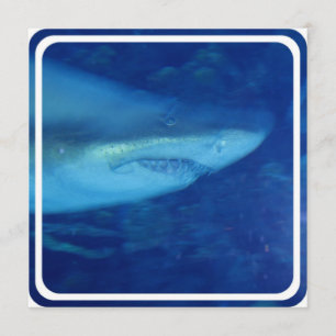 Gran invitación al tiburón blanco