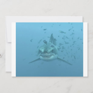 Gran Isla de Tiburón Blanco Guadalupe