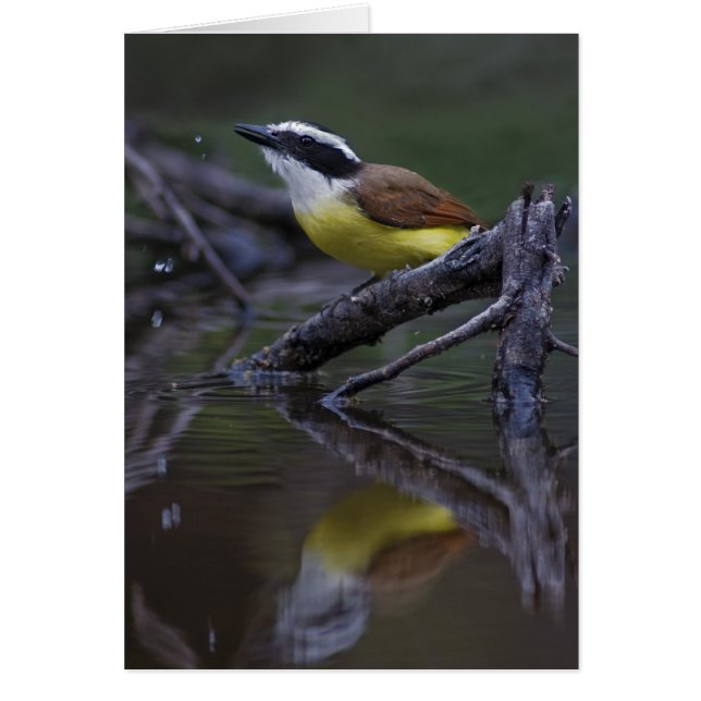 Gran Kiskadee (Pitangus suluratus) (Frente)