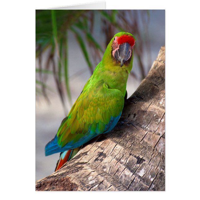 Gran maca verde en un árbol (Frente)