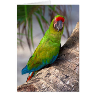 Gran macaw verde en un árbol