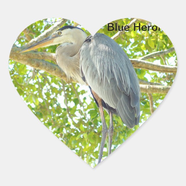 Gran pájaro azul Heron Pegatina del corazón (Anverso)