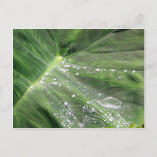 Gran permiso verde con postal de agua