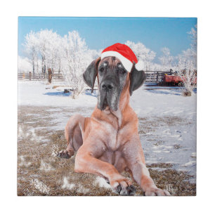 Gran Perro De Azulejos Sentado En Gorra De Navidad