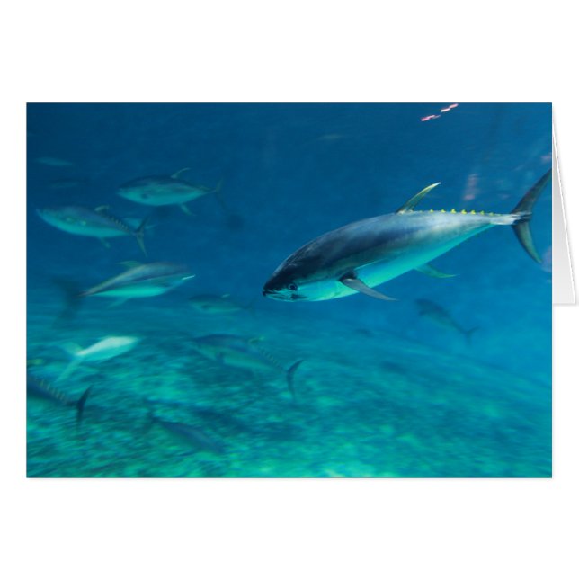 Gran pez (Anverso (Horizontal))