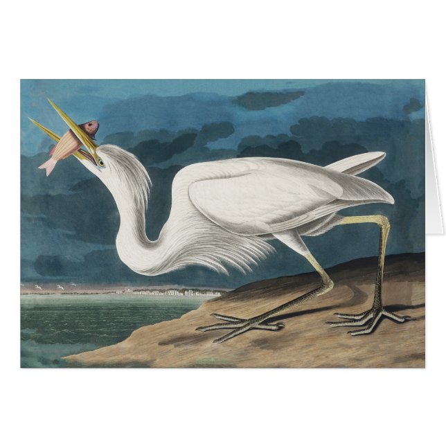 Gran pintura de vida silvestre de la garza Audubon (Anverso (Horizontal))
