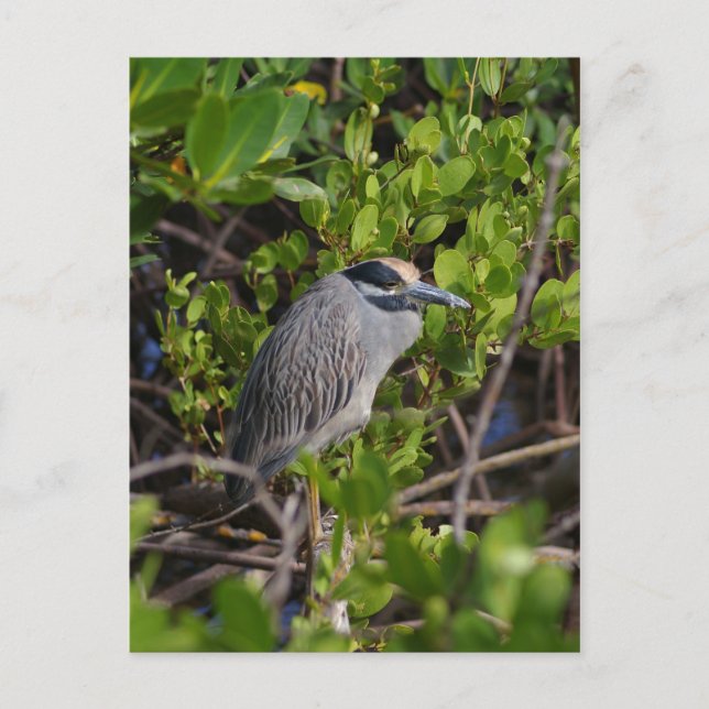 Gran postal azul (Anverso)