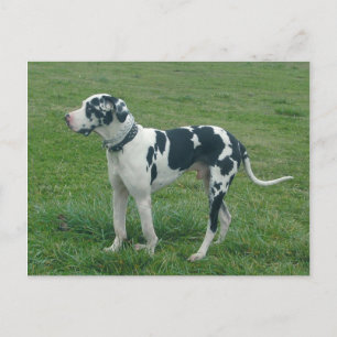 Gran postal de Dane Harlequin "Cash"