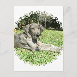 Gran postal de dane puppy