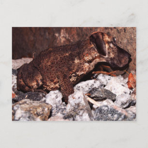 Gran postal de dane toad