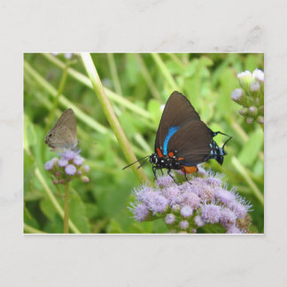 Gran postal de mariposa morada