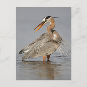 Gran postal de torsión de la garza azul