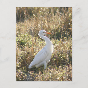 Gran Postal fotográfica Egret Blanco