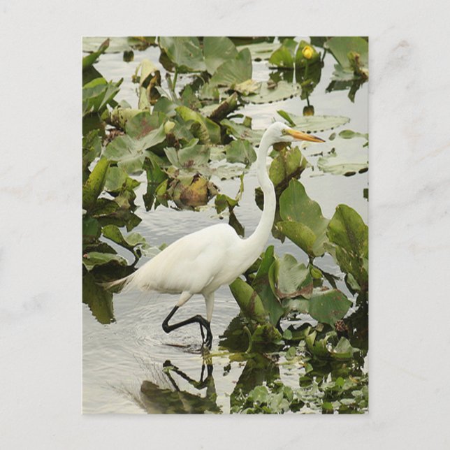 Gran Postal fotográfica Egret Blanco (Anverso)